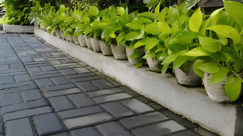 Neon Pothos with vibrant lime-green trailing leaves