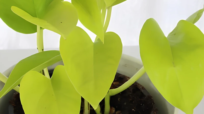 Neon Pothos with glossy lime-green leaves