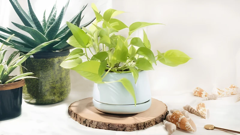 Neon Pothos cascading from a hanging basket