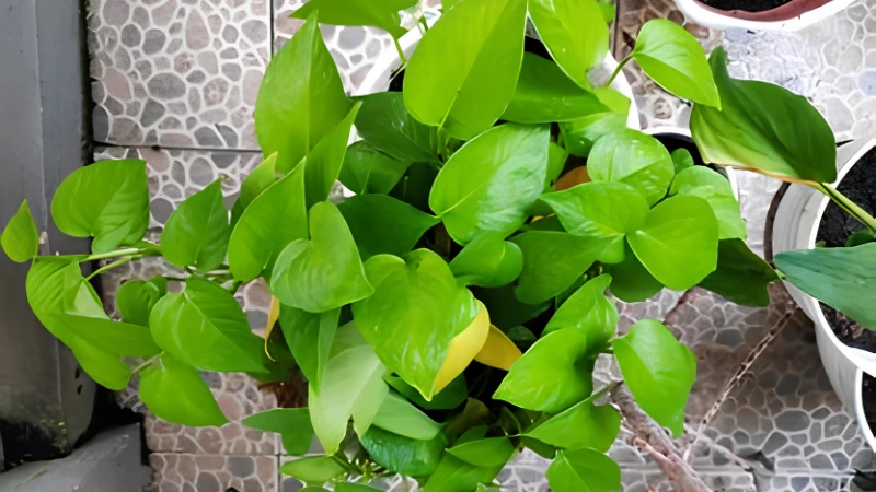 Neon Pothos enhancing indoor living space