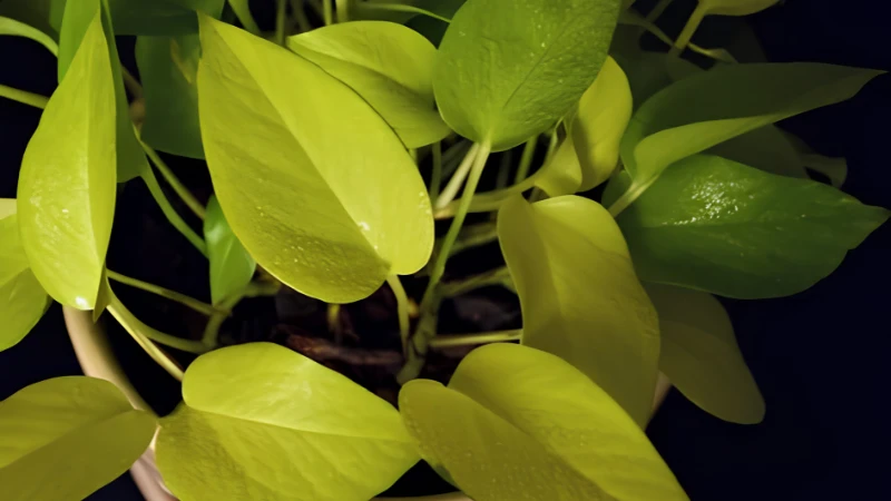 Neon Pothos thriving indoors near a bright window