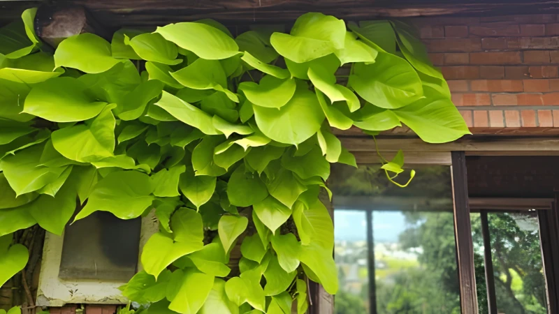 Neon Pothos with healthy cascading heart-shaped leaves