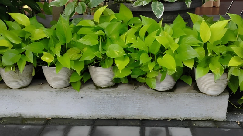 Tropical Neon Pothos with vibrant trailing vines