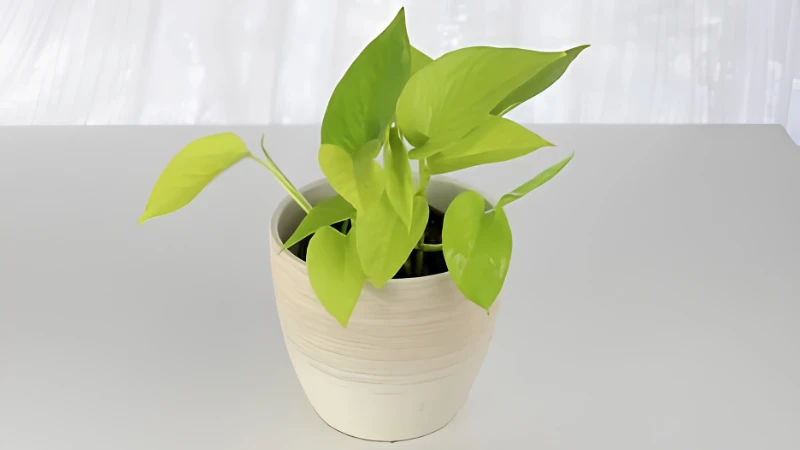 Neon Pothos growing in bright indirect sunlight