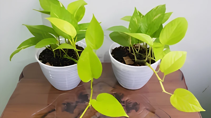 Neon Pothos decorating a modern indoor shelf
