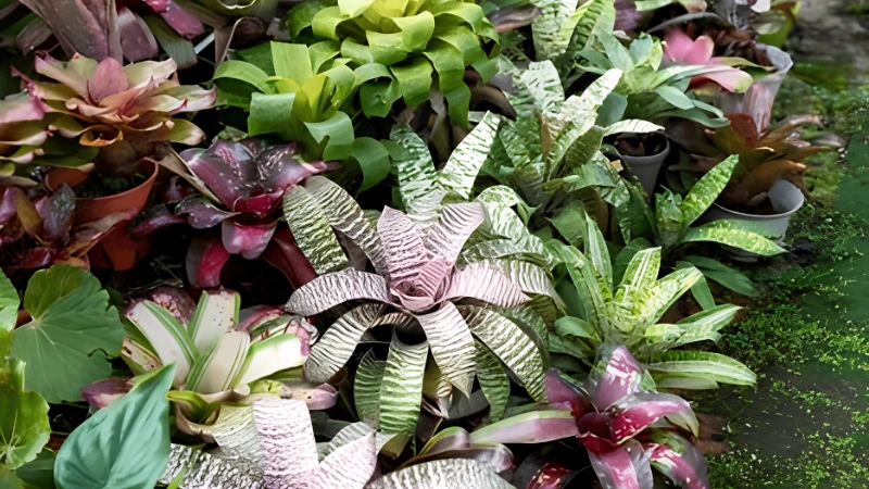 Close-up of Neoregelia Bromeliad colorful leaves