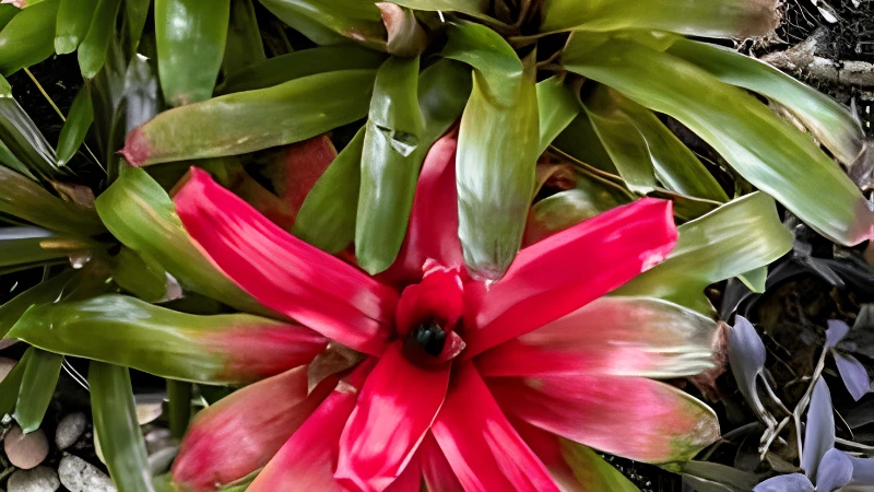 Neoregelia Bromeliad with colorful rosette foliage