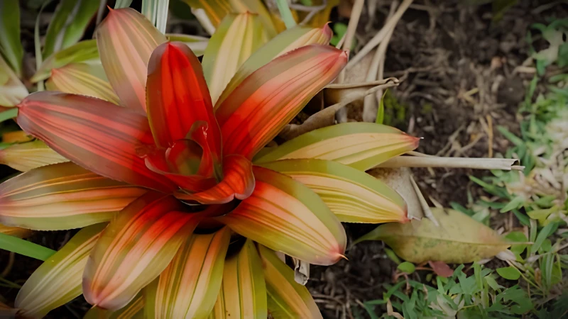 Neoregelia Bromeliad enhancing a tropical landscape