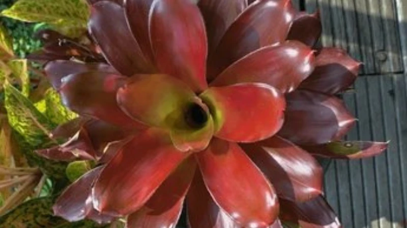 Neoregelia Bromeliad growing indoors in a decorative pot