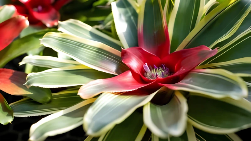 Neoregelia Bromeliad growing in a tropical garden