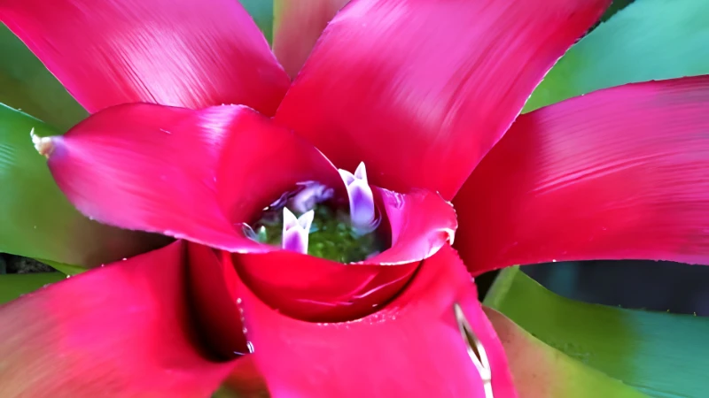 Neoregelia Bromeliad with colorful rosette leaves