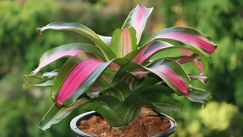 Neoregelia Bromeliad with bright tropical foliage