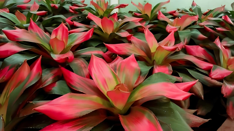 Neoregelia Bromeliad with colorful foliage in bright light