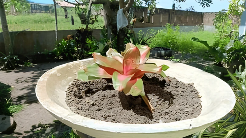 Neoregelia Bromeliad planted in a stylish container