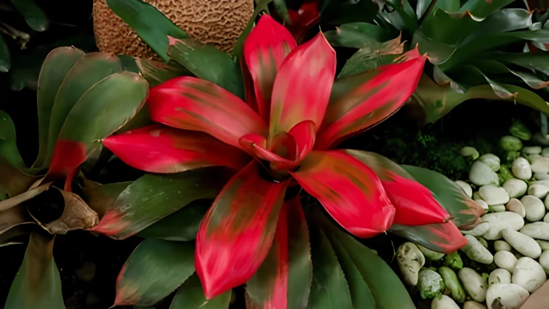 Neoregelia Bromeliad with colorful rosette foliage