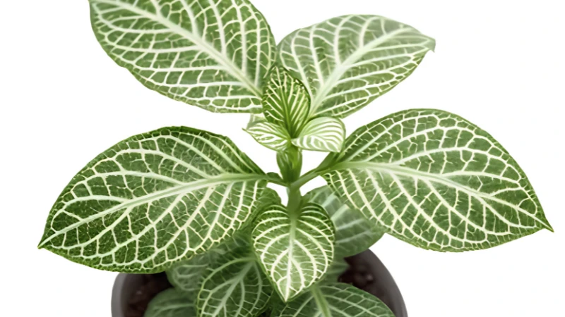 Nerve Plant with vibrant green leaves and colorful white veins growing indoors