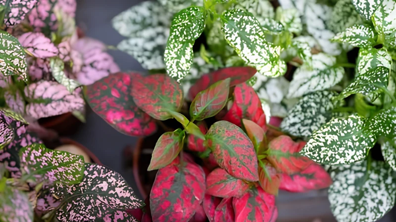 Nerve Plant growing indoors in bright light
