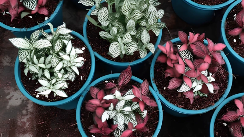 Nerve Plant with colorful veined ornamental foliage