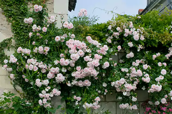 New Dawn Rose
