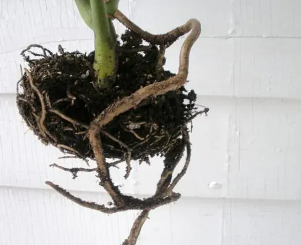 New plant with complete stem growth.  