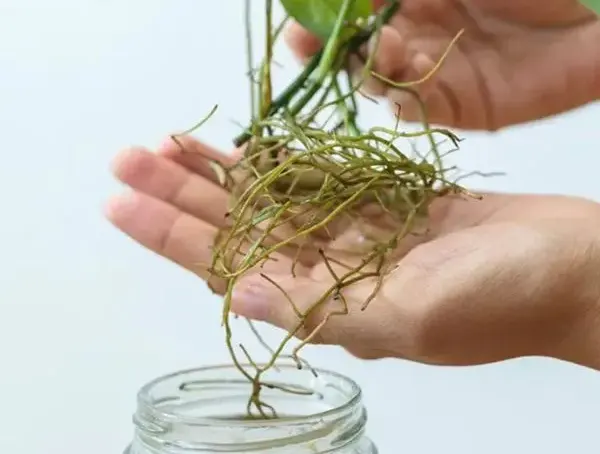 New plant with root growth 