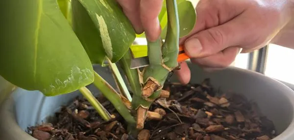 Node cutting