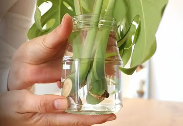 Node in clean water