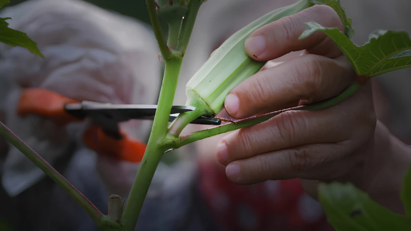 Healthy Okra Plant with fresh green pods and broad leaves