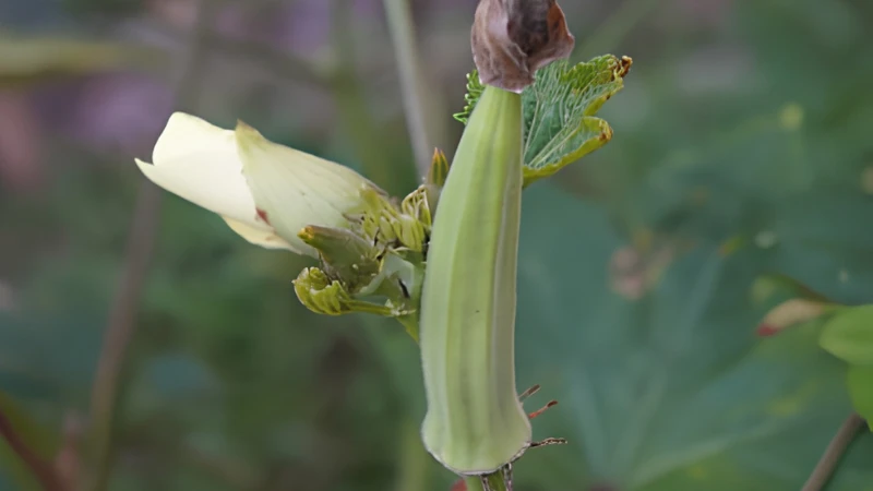 Okra Plant with yellow flower and green pods