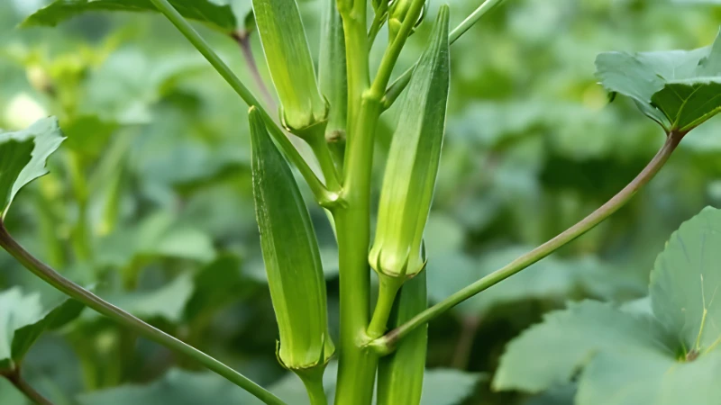 Okra Plant with broad green leaves