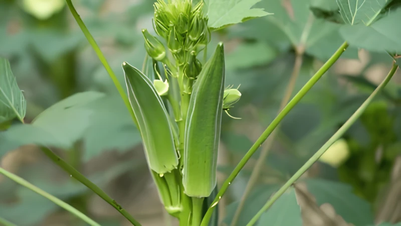Healthy Okra Plant growing in rich garden soil