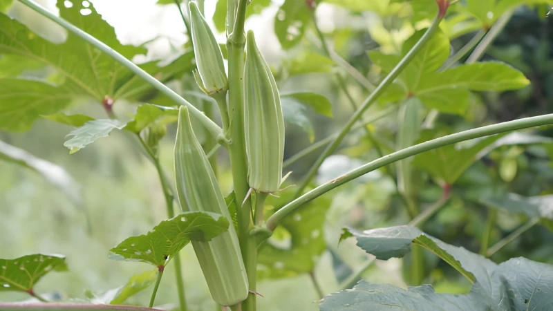 Okra Plant with harvest-ready green pods