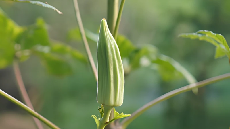 Okra Plant thriving under full sunlight