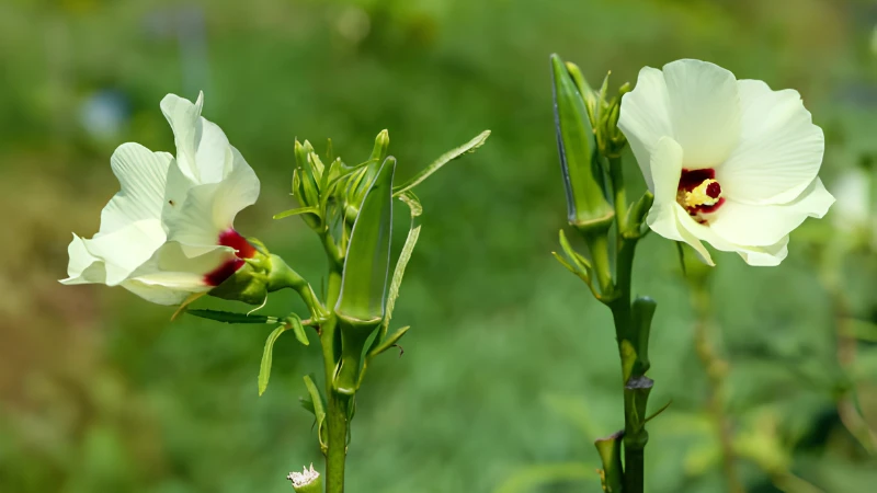 Okra Plant growing in a raised garden bed