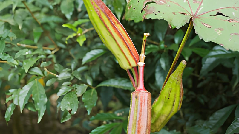 Healthy Okra Plant growing in a vegetable garden