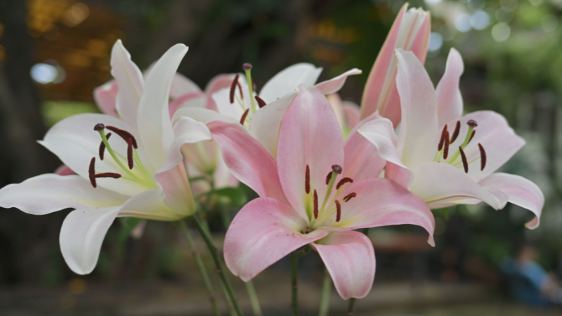 Close-up of an Asiatic lily flower