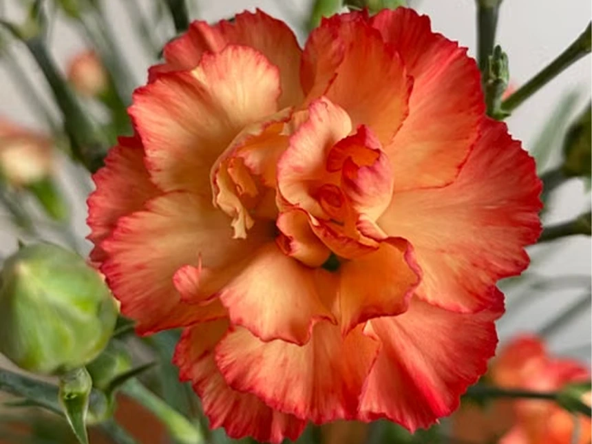 Orange Chrysanthemum