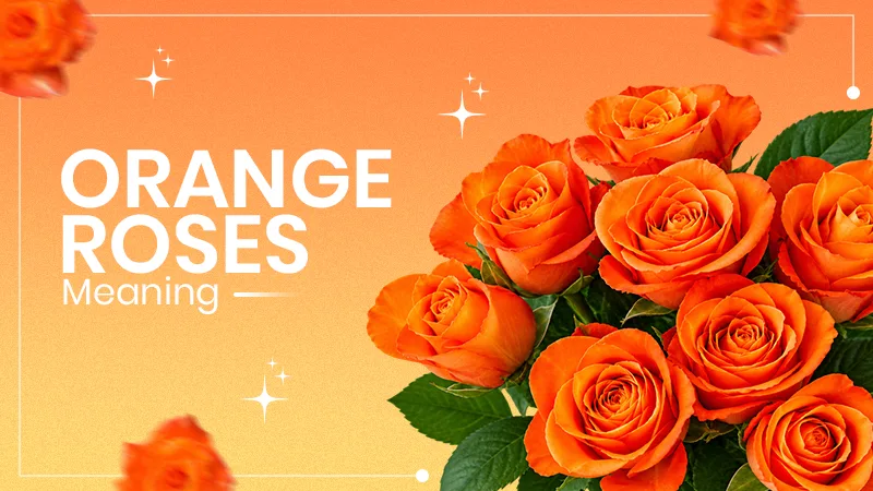 Orange Roses Meaning
