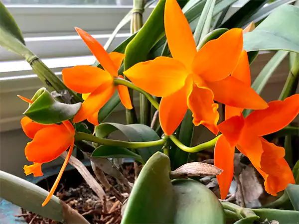 Orange orchid