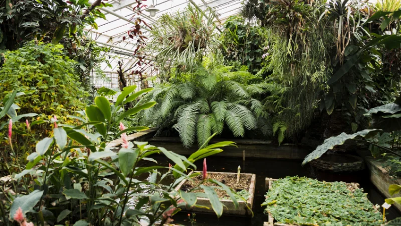 Orangery garden with lush greenery and citrus plants