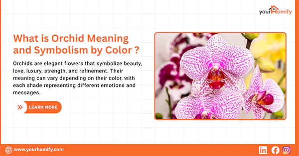 Orchid Meaning and Symbolism by Color