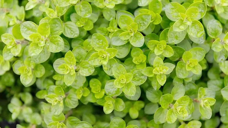 Close-up of aromatic Oregano leaves