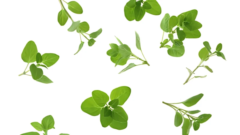 Oregano herb growing in a home garden
