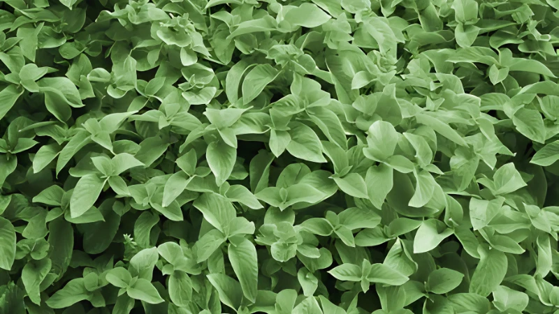 Oregano plant with lush green aromatic leaves growing in a herb garden