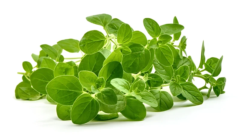 Oregano with fresh edible leaves