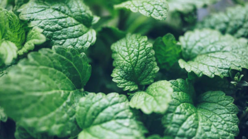 Organic Lemon Balm growing naturally in rich soil