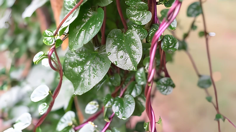 Organic Malabar Spinach with healthy green leaves