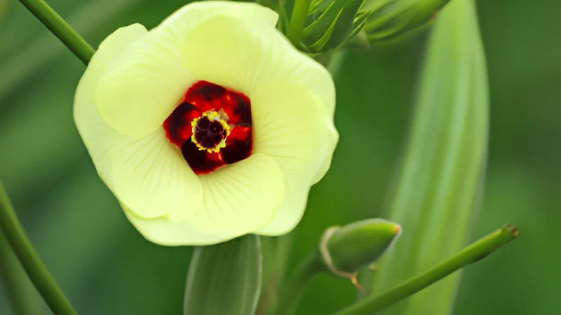 Organic Okra Plant growing naturally outdoors