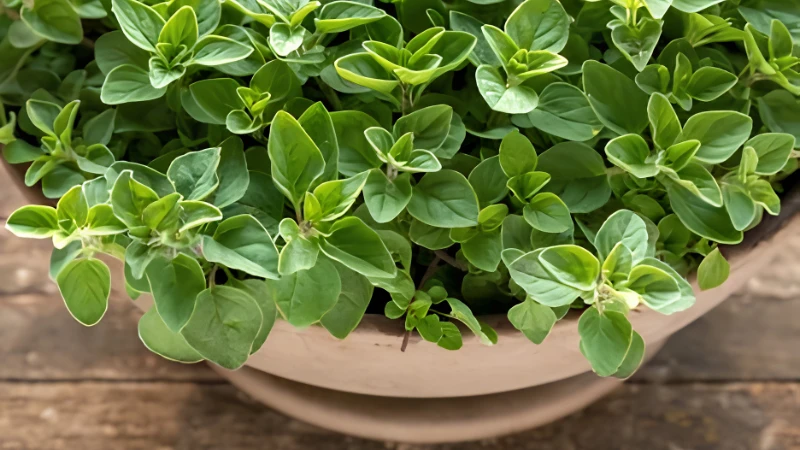 Organic Oregano with healthy green foliage