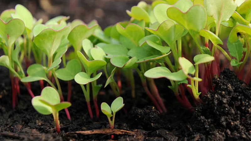 Organic Radish plant growing in soil